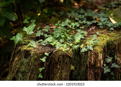 English Ivy With Dew Drops On A Tree Stump, Forest Nature Close Up