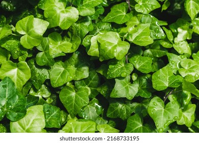 English Ivy European Common Ivy Hedera Helix Indoor Houseplant Vine Leafs Inside Greenhouse After Watering 