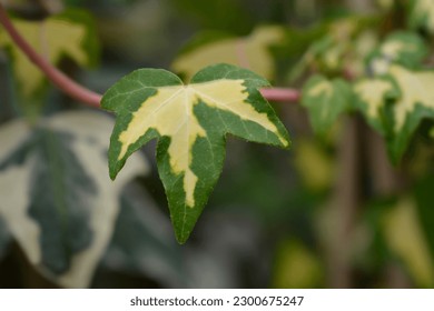 English Ivy Goldheart leaves - Latin name - Hedera helix Goldheart