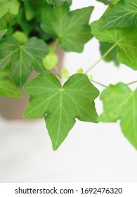 English Ivy, Hedera Helix, Commonn Ivy, Live Green House Plant On A White Backdrop For Indoor Use