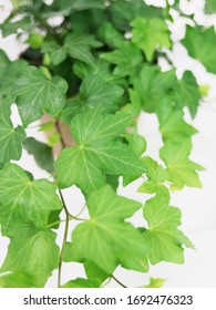 English Ivy, Hedera Helix, Commonn Ivy, Live Green House Plant On A White Backdrop For Indoor Use