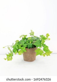 English Ivy, Hedera Helix, Commonn Ivy, Live Green House Plant On A White Backdrop For Indoor Use