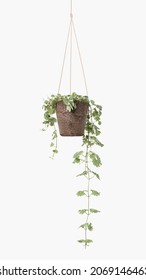 English Ivy Indoor Hanging Plant