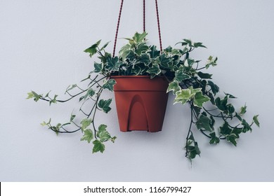 English Ivy Plant In Pot