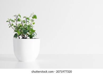 English Ivy Plant In Pot. Green Houseplant In Pot, Ivy On White Table.