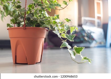 English Ivy Plant In Pot , Home And Garden Decor