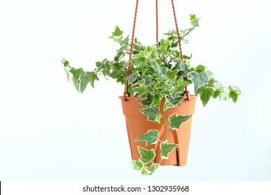 English Ivy Plant In Pot, Houseplant Decor