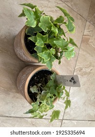 An English Ivy Plant In A Terra Cotta Pot 2902
