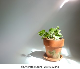 English Ivy In Small Terra Cotta Pot With Natural Light On White Background