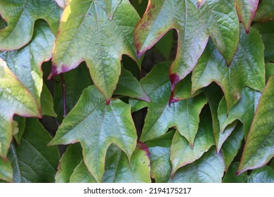 An English Ivy Vine Growing Up The Side Of A Building.