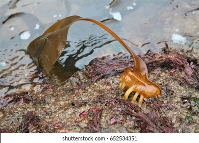 English Kelp Forest Holdfast