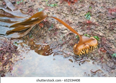 English Kelp Forest Holdfast