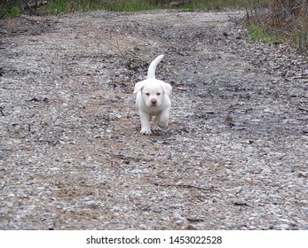 English Lab Puppy Running Towards Camera