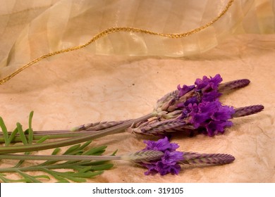 English Lavendar Against Old Paper And Ribbon Background