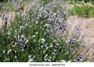 English Lavender Bush