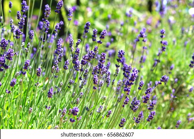 English Lavender Herb Garden