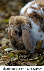 English Lop Eared Rabbit. Adult In Outdoor Enclosure,portrait.