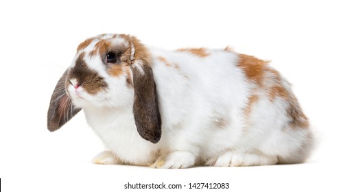 English Lop Rabbit against white background