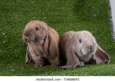 English Lop rabbit on green grass.  Long-eared rabbit English Lop. rabbit English Lop