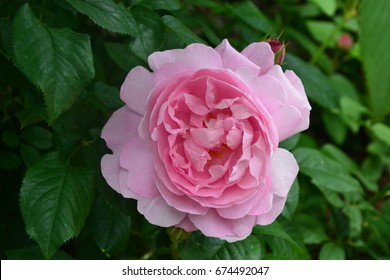 English Mary Rose Pink Rose In The Garden