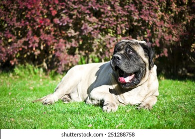 English Mastiff 