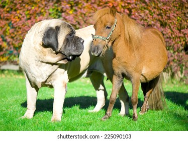 English Mastiff And Mini Horse