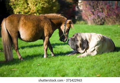 English Mastiff And Mini Horse