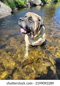 English Mastiff On A Summer Day In Western Montana Creek