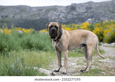 english mastiff portrait isolated outdoor in the green field