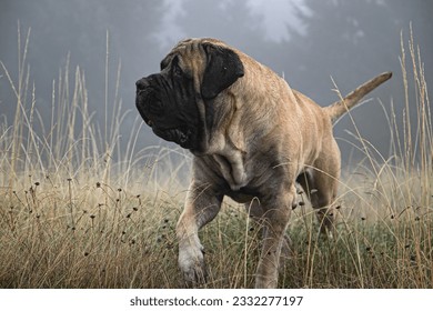 english mastiff portrait isolated outdoor in the green field