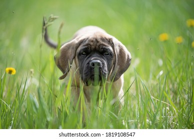 English Mastiff puppie playing in the grass, in  a meadow full of dandelions