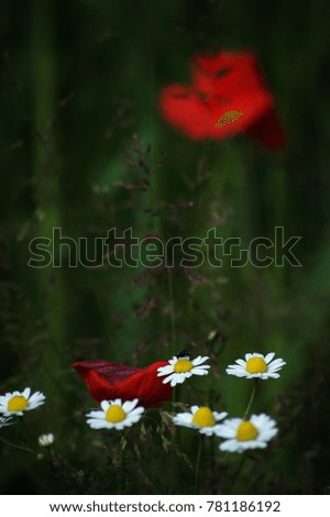 Similar – Image, Stock Photo wimps Flowerpot Plant