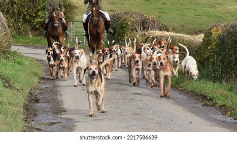 An English Pack Of Fox Hounds On A Road.