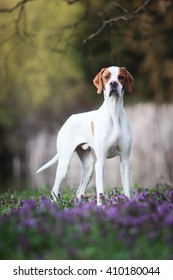 English Pointer