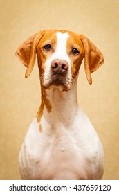 English Pointer Dog