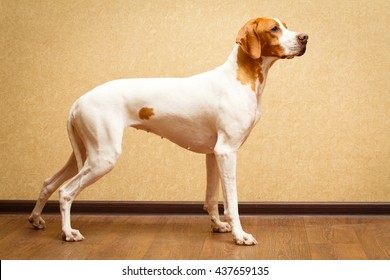 English Pointer Dog