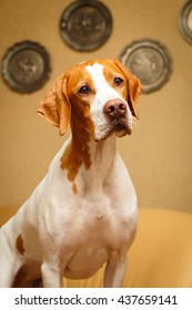 English Pointer Dog