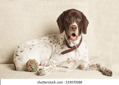 Pointer Puppy Images Stock Photos Vectors Shutterstock