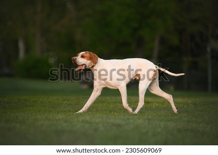 english pointer dog walking outdoors in summer