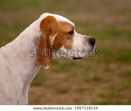 English Pointer head in profile