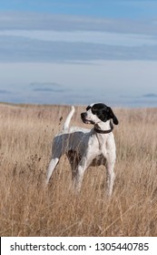 An English Pointer Hunting Dog