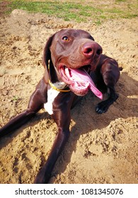 English Pointer looking up