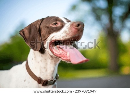 An English Pointer mixed breed dog with a long tongue panting