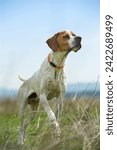 English pointer points to the hunt