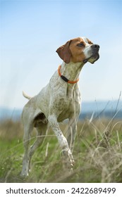 English pointer points to the hunt