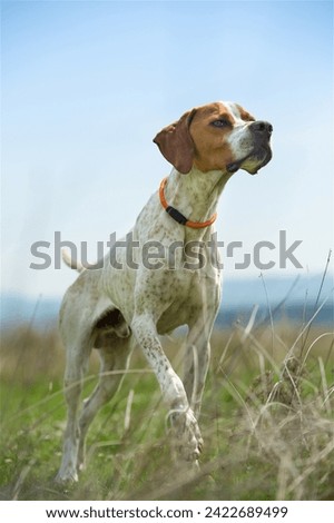 English pointer points to the hunt
