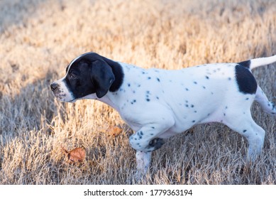 English Pointer Puppy Very Cute