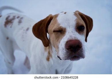 English Pointers Puppy Winking In The Snow