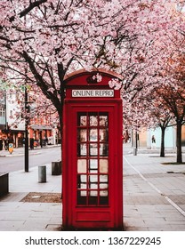 English Red Telephone Box in London With Blooming Sakura Tree