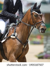 English Rider On Horse In Show Jumping Competition Close Cropped Horse Wearing English Tack With Bridle Martingale And Fuzzy Around Nose Band 